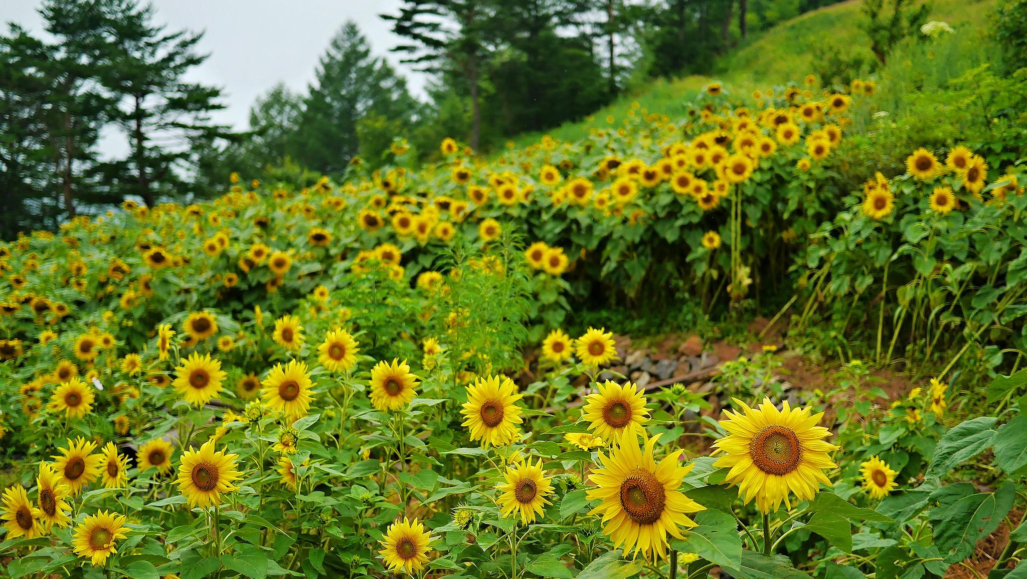 강원트래블러님의 포스트 - 마이페이지 | 세상의 모든 여행, 위시빈